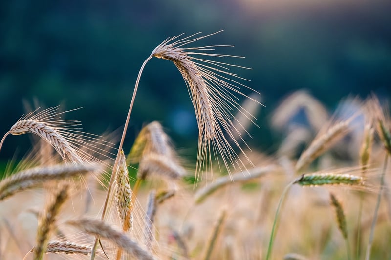 Skyline Crops